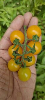 Tomato  / Yellow Cherry Tomato