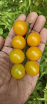 Tomato  / Yellow Cherry Tomato