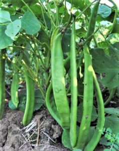Bush beans - Valari bush beans | Sword beans