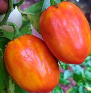 Brinjal / Tomato brinjal / African white garden eggs