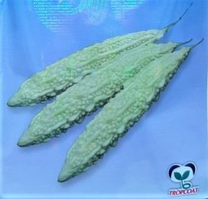 Bitter melon maya - white, length up to 40 cm / വെള്ള പാവൽ - മായ, നീളം 40 cm വരെ
