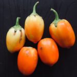 Brinjal / Tomato brinjal / African white garden eggs