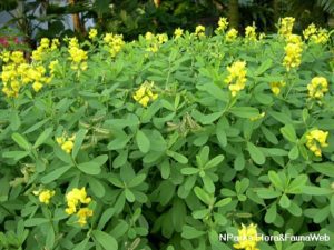 Sunn hemp | Kulukki chedi | Butterfly plant | Butterfly-attracting plants | Crotalaria juncea - Seeds