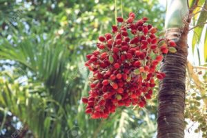 Mysore Areca Nut / മൈസൂർ അടയ്ക്ക