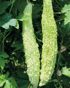 Bitter melon maya - white, length up to 40 cm / വെള്ള പാവൽ - മായ, നീളം 40 cm വരെ