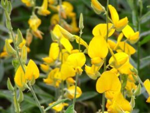 Sunn hemp | Kulukki chedi | Butterfly plant | Butterfly-attracting plants | Crotalaria juncea - Seeds