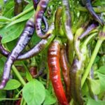 Chilli Purple long