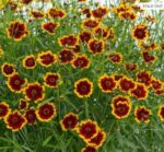 Coreopsis mixed seeds