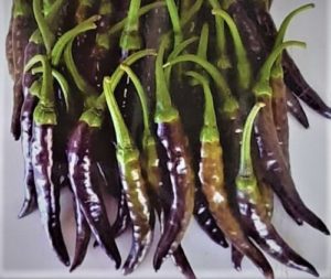 Chilli Purple long