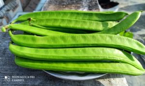 Bush beans - Valari bush beans | Sword beans