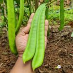 Bush beans - Valari bush beans | Sword beans