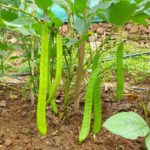 Bush beans - Valari bush beans | Sword beans