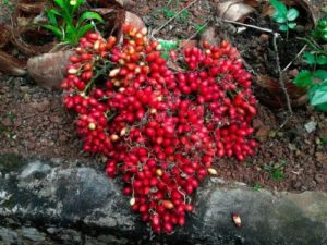Mysore Areca Nut / മൈസൂർ അടയ്ക്ക