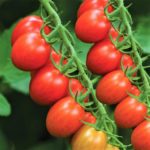 Tomato - cherry | Red cherry tomato | Juice tomato