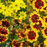 Coreopsis mixed seeds