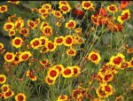 Coreopsis mixed seeds