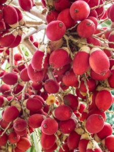 Mysore Areca Nut / മൈസൂർ അടയ്ക്ക