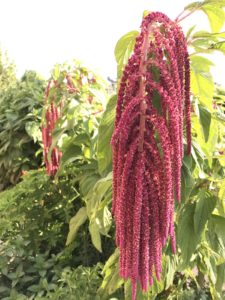 Love lies bleeding flower seeds (Amaranth)