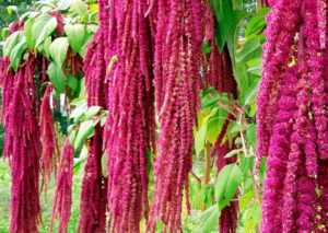 Love lies bleeding flower seeds (Amaranth)