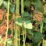 Beans - Magic long yard beans - length up to 1.5 Meter | മാജിക് പയർ - നീളം 1.5 മീറ്റർ വരെ