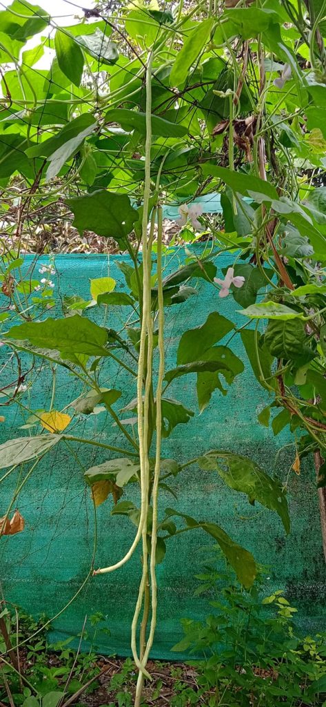 Beans - Magic long yard beans - length up to 1.5 Meter | മാജിക് പയർ - നീളം 1.5 മീറ്റർ വരെ