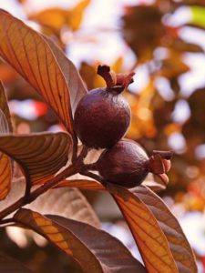 Malaysian red guava
