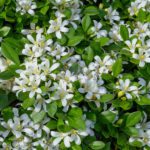Orange jessamine | Mara mulla | Madhu kamini