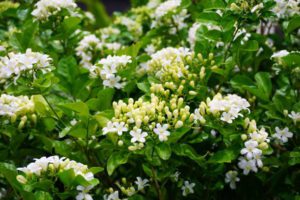 Orange jessamine | Mara mulla | Madhu kamini