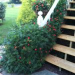 Cypress vine / Star glory / Nakshathra mulla - Red, Rose and white mixed seeds