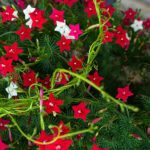Cypress vine / Star glory / Nakshathra mulla