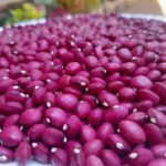 Beans - 3 seeds tiny beans | Moonu mani payar (It's a very rare bean that can be harvested year round and has a lifespan of up to five years))
