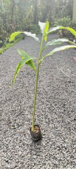 Cardamom Njallani | Njallani Elam