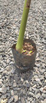 Cardamom Njallani | Njallani Elam