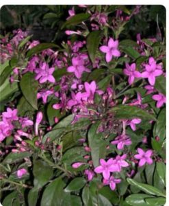 Violet jasmine | Viloet mulla plant