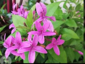 Violet jasmine | Viloet mulla plant