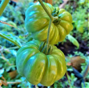 Tomato - Kashi tomato