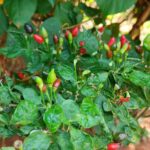 Chilli bird eye - Green small | Unda kanthari