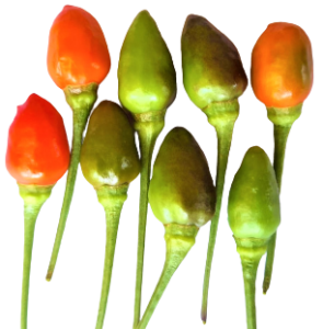 Chilli bird eye - Green small | Unda kanthari