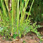 Cardamom Njallani | Njallani Elam