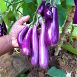 Brinjal - Cluster brinjal big