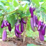 Brinjal - Cluster brinjal big