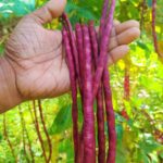 Beans - Red long yard beans