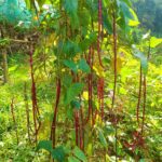 Beans - Red long yard beans