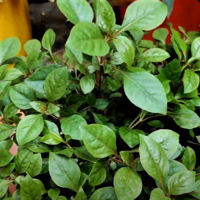 Spinach -Ponnanganni Keerai | Ponnanganni spinach - Farmseller