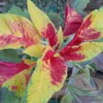 Joseph's Coat Amaranth | Tricolor Amaranth | Summer Poinsettia | Fountain Plant