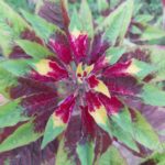 Joseph's Coat Amaranth | Tricolor Amaranth | Summer Poinsettia | Fountain Plant