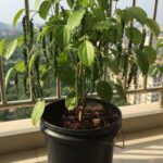 Bush Pepper / All Season Bush Pepper
