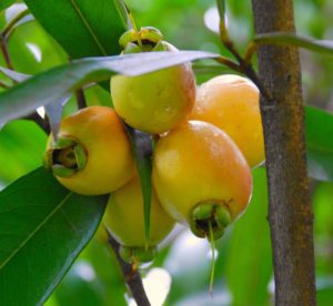 Syzygium jambos | Ros apple | Paninrchampa