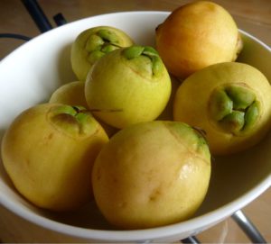 Syzygium jambos | Ros apple | Paninrchampa