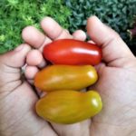 Tomato - San marzano tomato